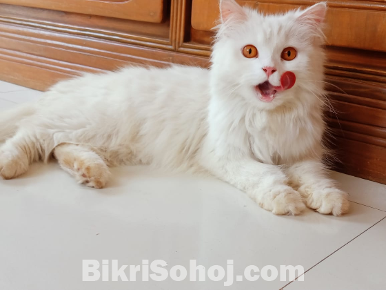 Persian Cat for sale